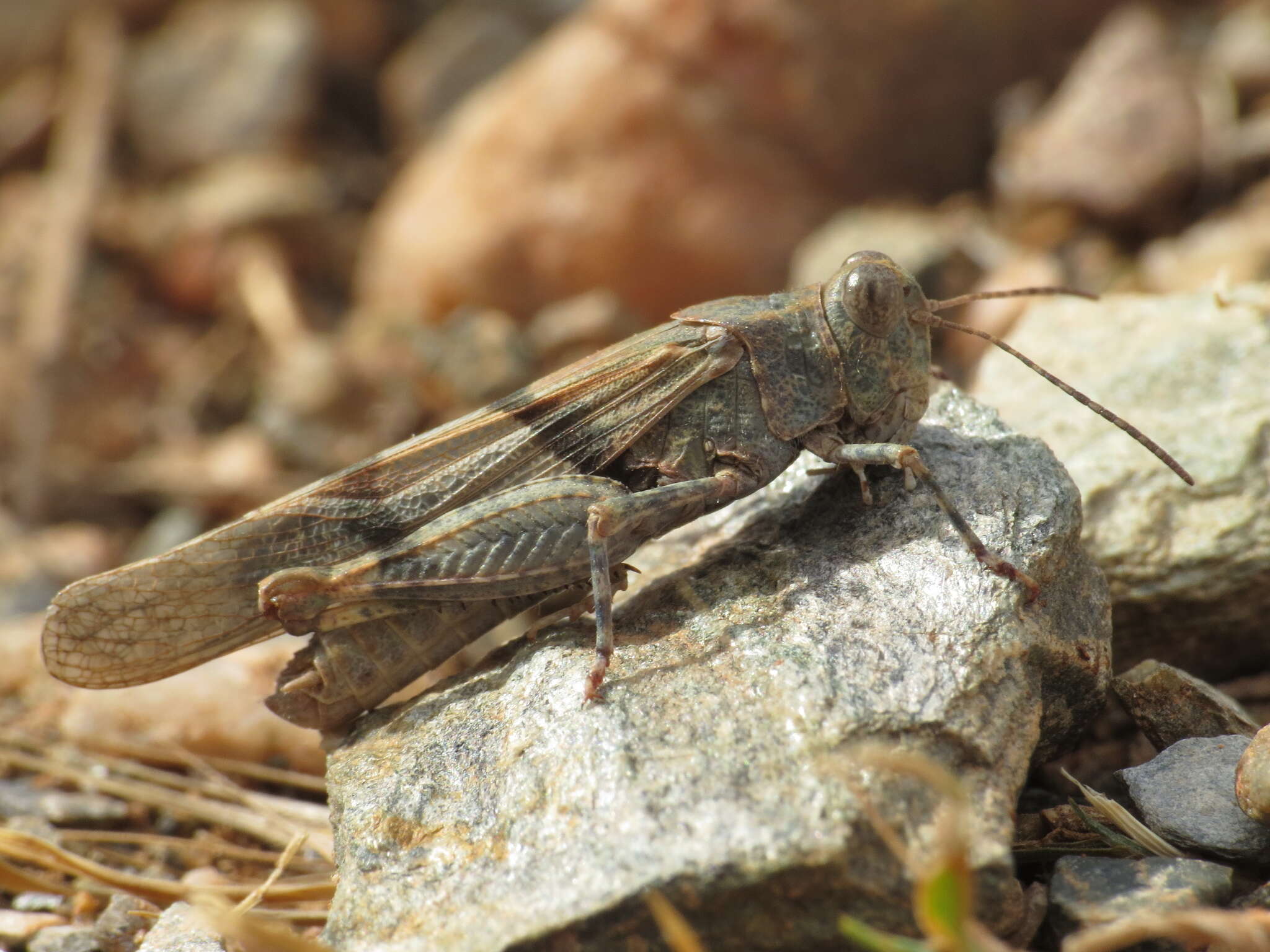 Sivun Sphingonotus (Sphingonotus) lluciapomaresi (Defaut 2005) kuva