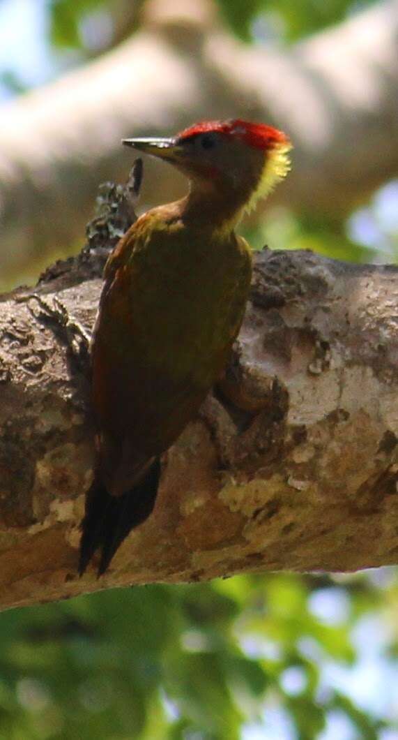 Image of Lesser Yellownape Woodpecker