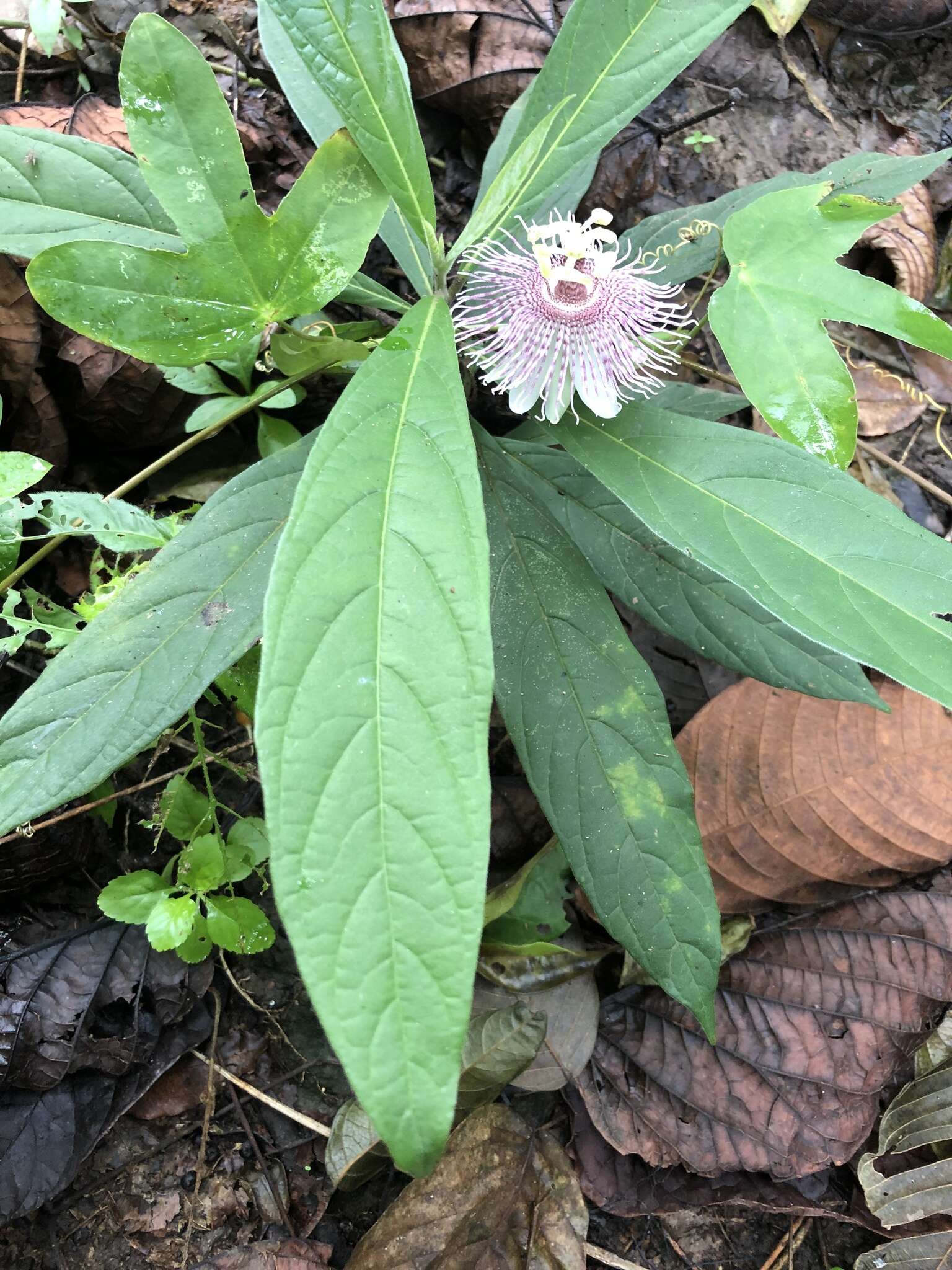 Sivun Passiflora sprucei Mast. kuva