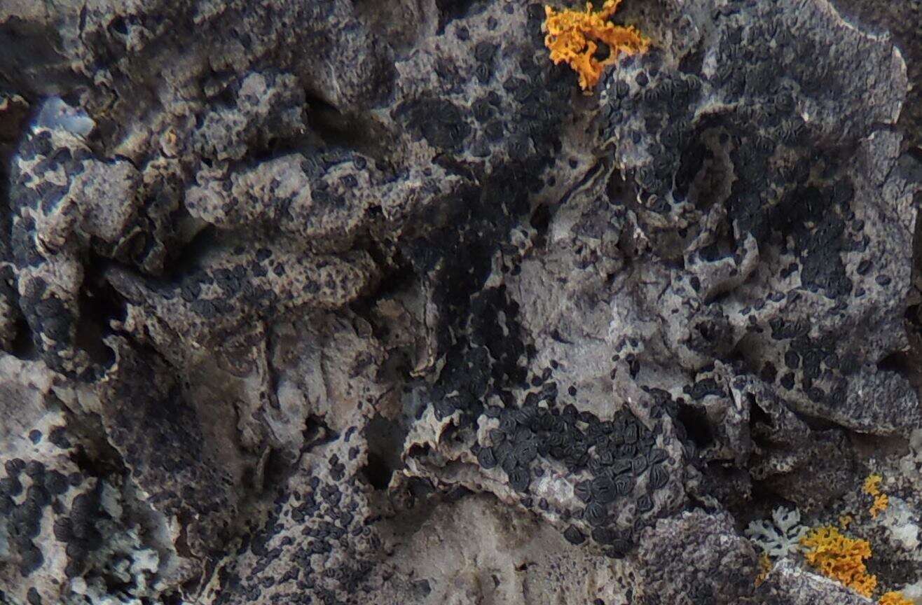 Image of navel lichen