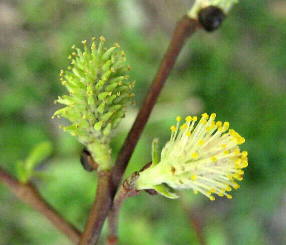 Image of Salix tarraconensis Pau