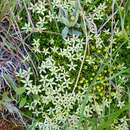 Image of Stackhousia pulvinaris F. Müll.