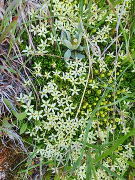 Image of Stackhousia pulvinaris F. Müll.