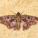 Image of Feigeria scops