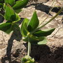 Image de Lathyrus magellanicus Lam.