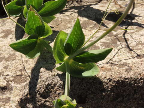 Image of Lathyrus magellanicus Lam.