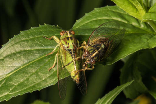 Image of variable cicada