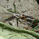 Inocellia crassicornis (Schummel 1832) resmi