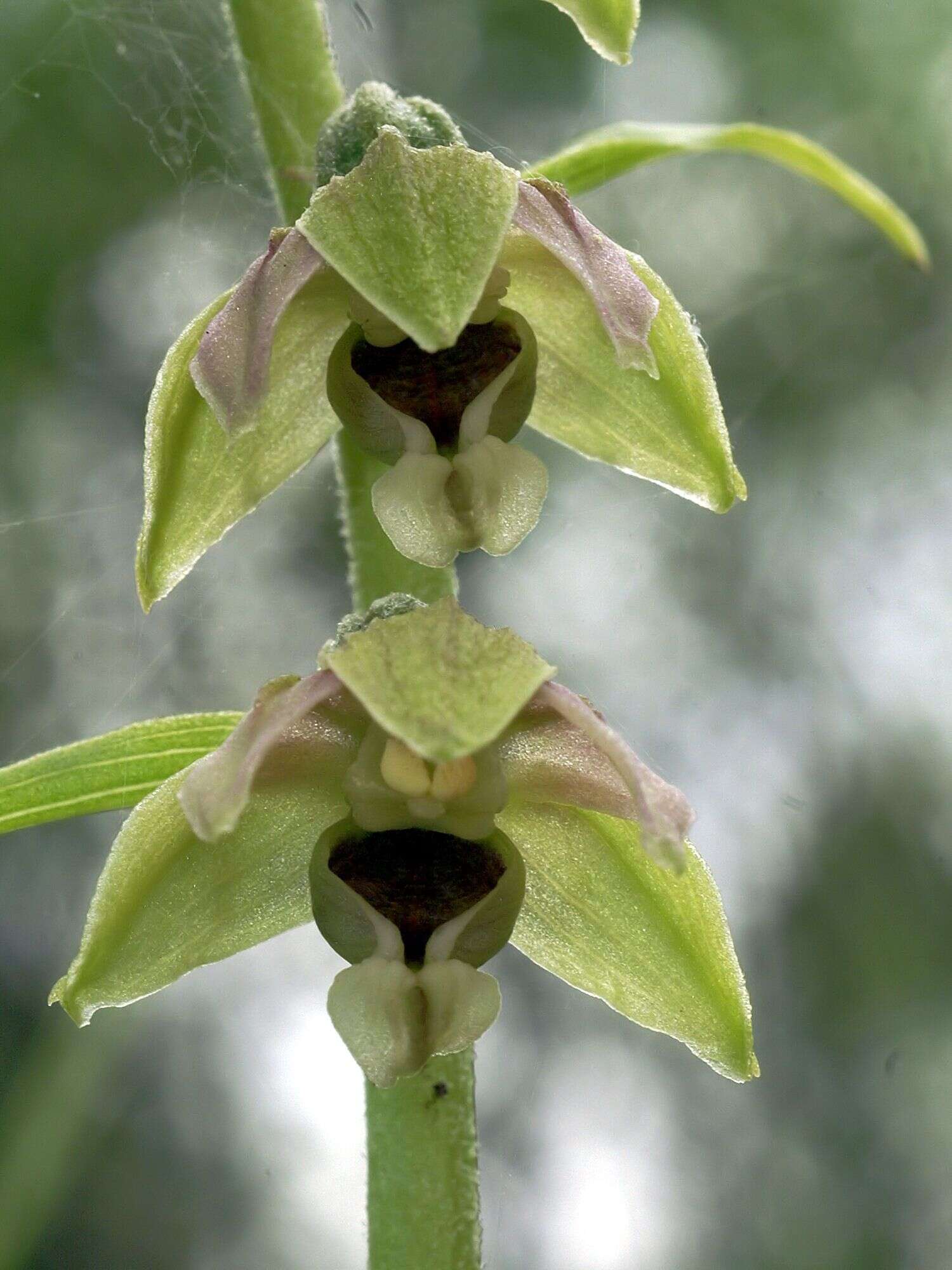 Image of Epipactis helleborine subsp. orbicularis (K. Richt.) E. Klein