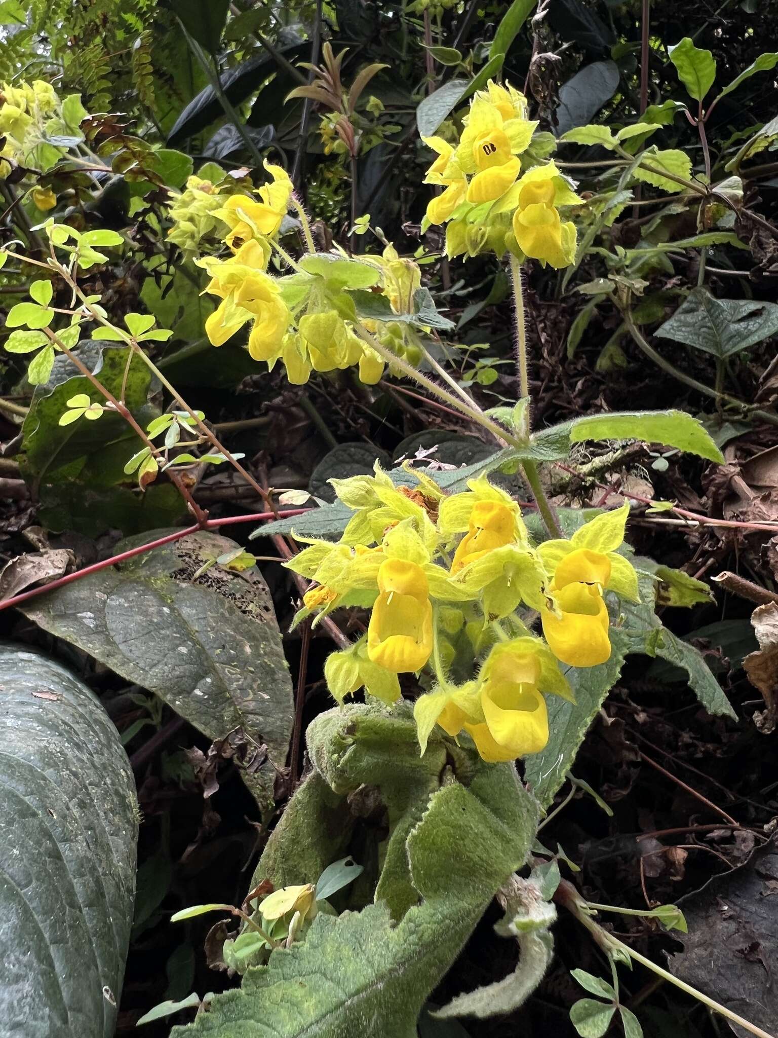 Image of Calceolaria perfoliata L. fil.