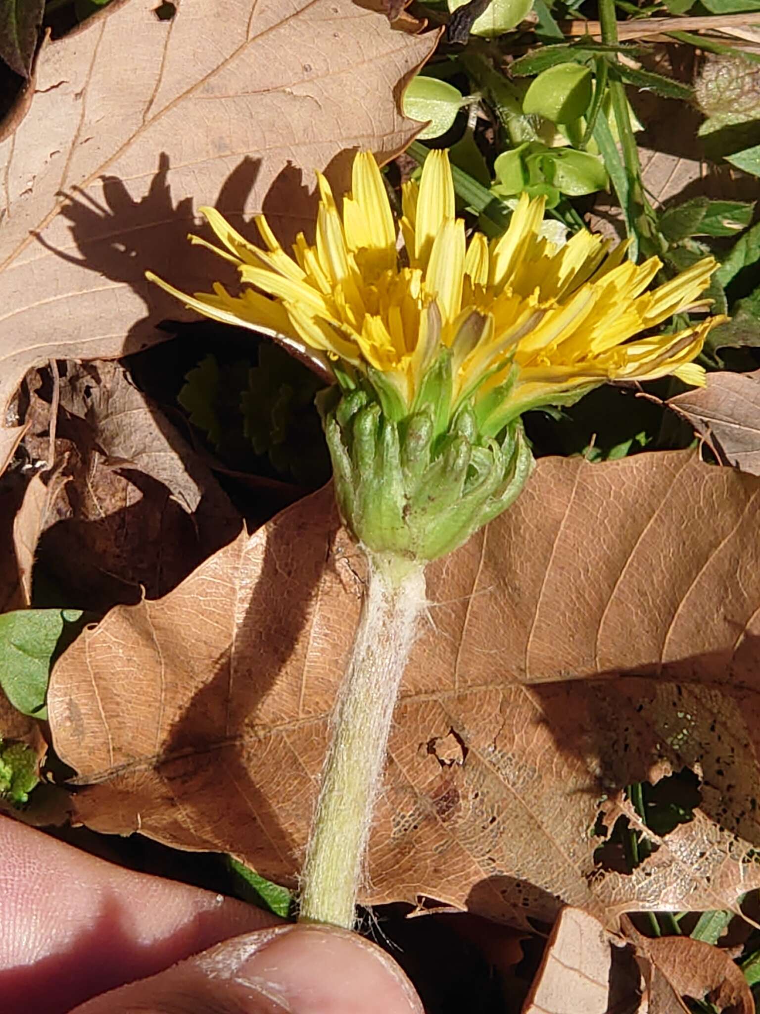 Image of Taraxacum platycarpum Dahlst.