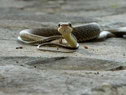 Image of Sulawesi Black Racer