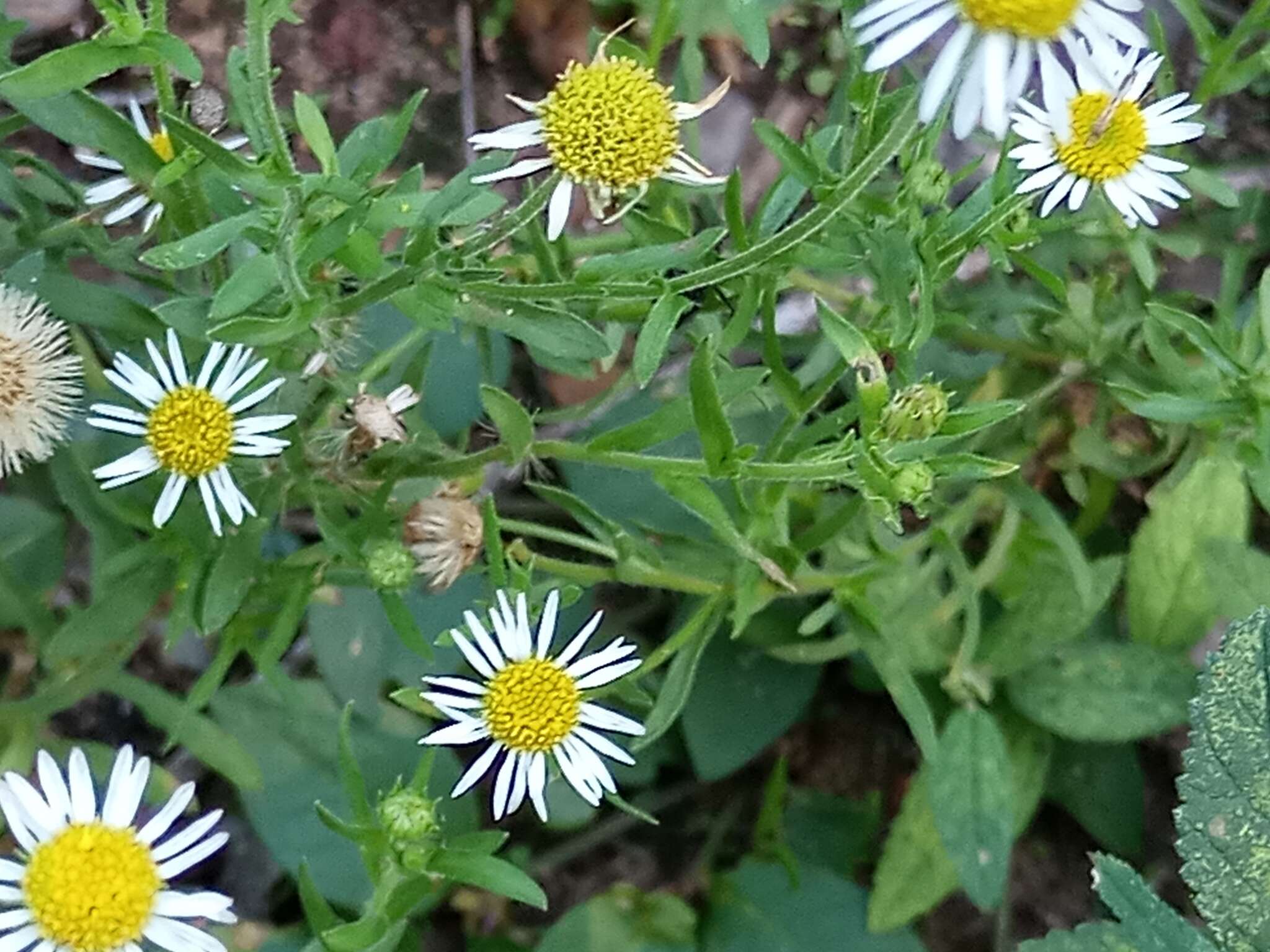 Sivun Hysterionica resinosa kuva