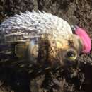 Image of Three-bar porcupinefish