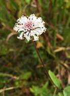 Image of snow squarestem