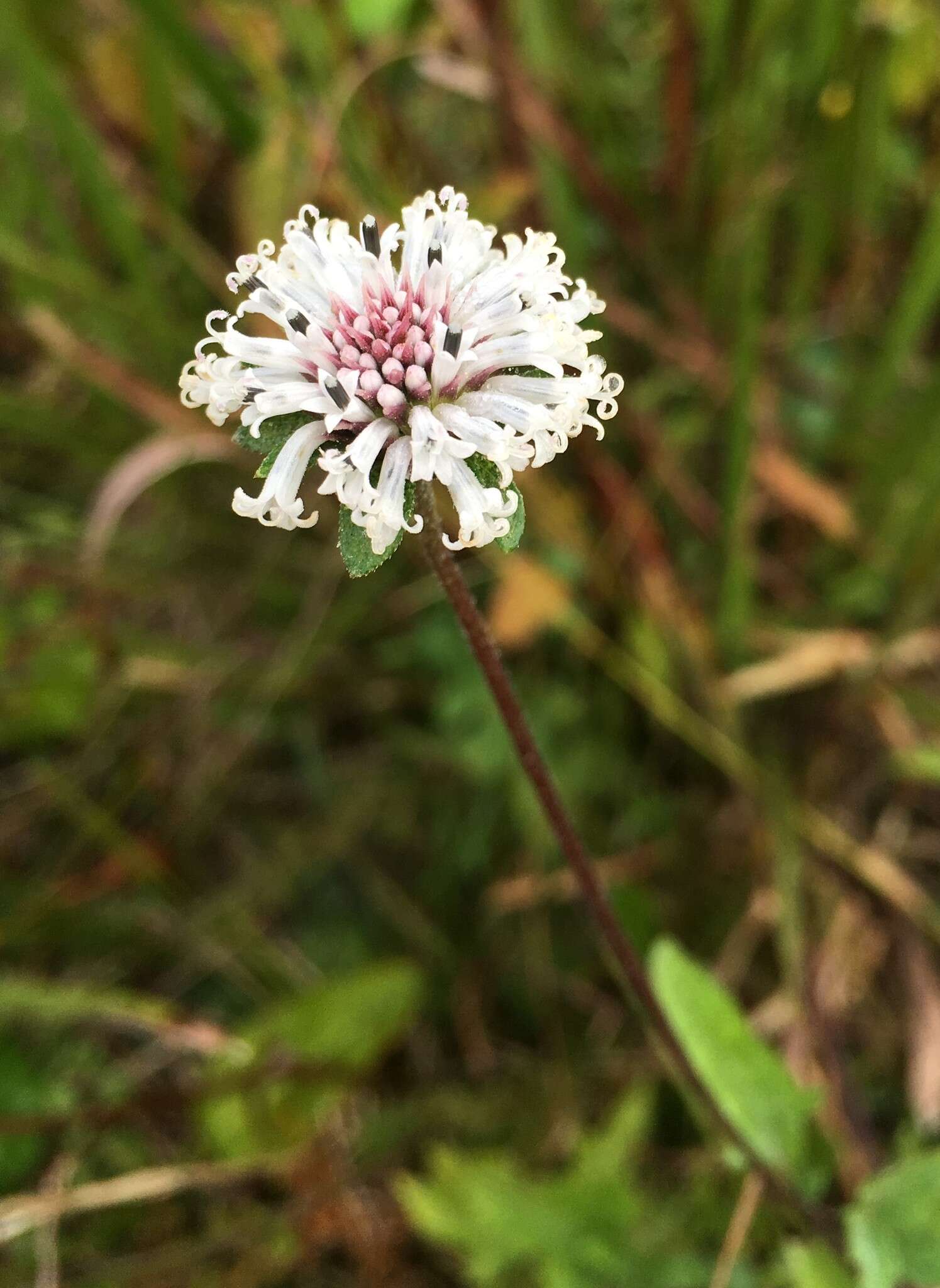 Image of snow squarestem