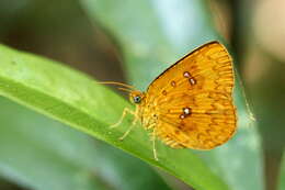 Image of Tetragonus lycaenoides (Felder, C., Felder & R. 1874)