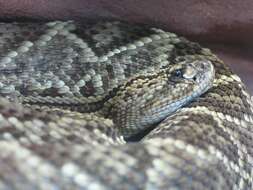 Image of Cascabel Rattlesnake