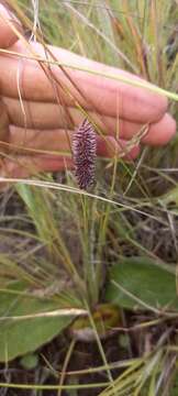 Image of Pongwa grass