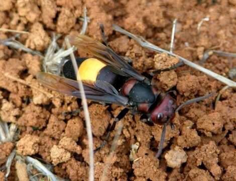 Image of Greater banded hornet