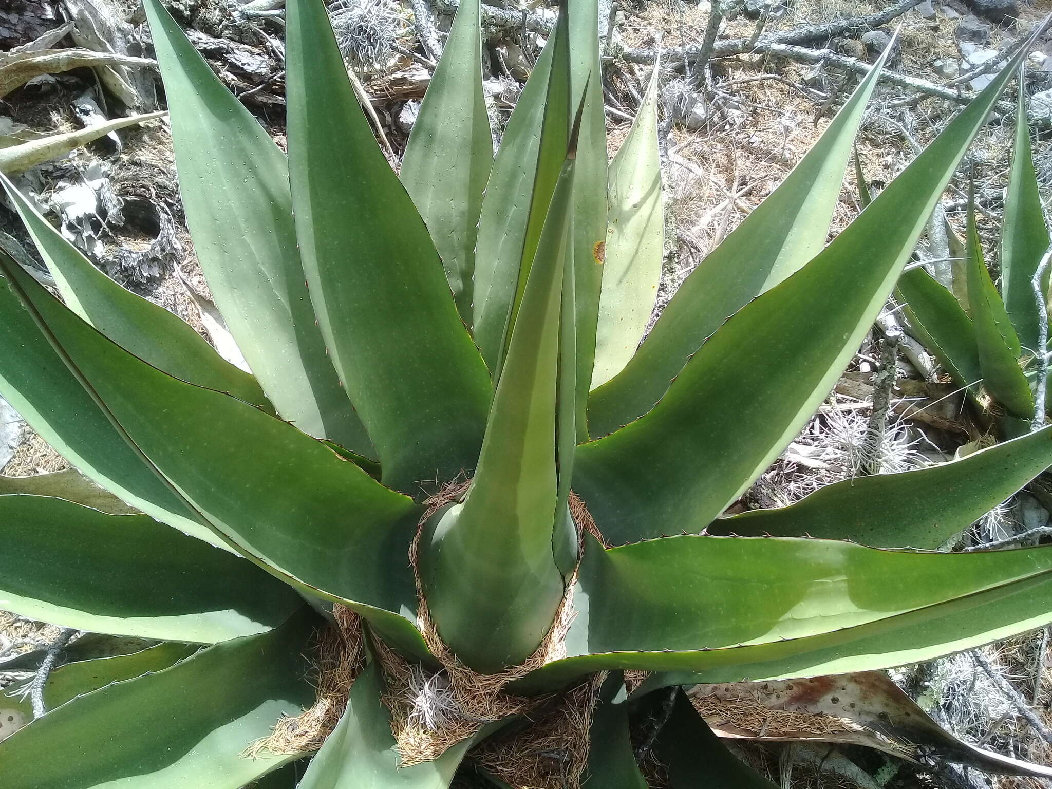 Image of Agave gentryi B. Ullrich