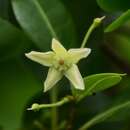 Слика од Gymnanthera oblonga (Burm. fil.) P. S. Green