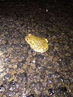 Image of Couch's Spadefoot