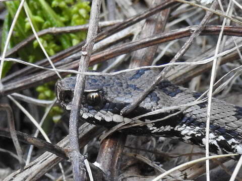 صورة Vipera aspis francisciredi Laurenti 1768