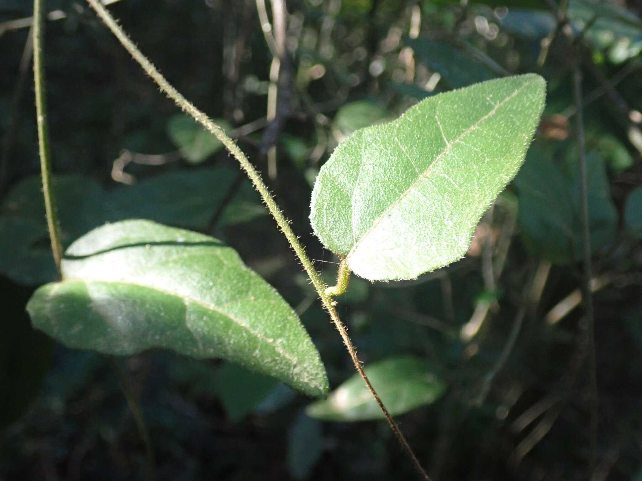 Image de Pyrenacantha scandens (Thunb.) Planch. ex Harv.