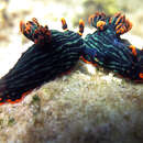 Image of Dusky green spot orange gill black slug