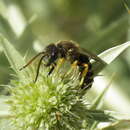 Image de Halictus compressus (Walckenaer 1802)