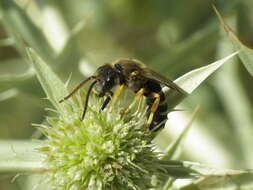 Halictus compressus (Walckenaer 1802)的圖片