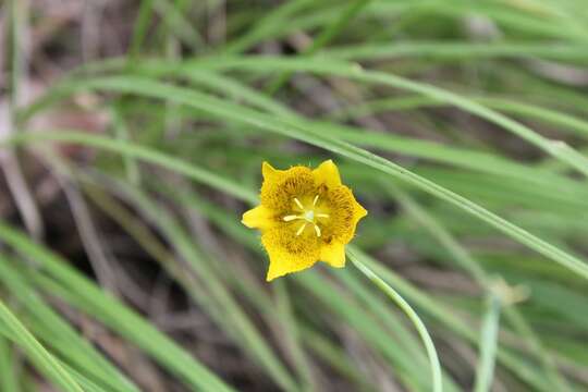 Image of Calochortus barbatus (Kunth) Painter