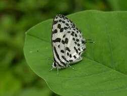 Image of Common Pierrot