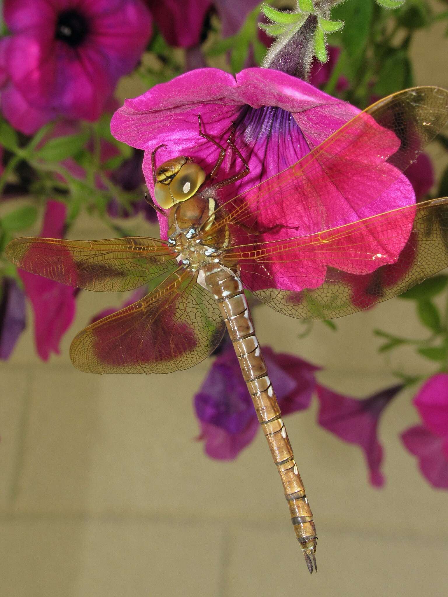 Image of Brown Hawker