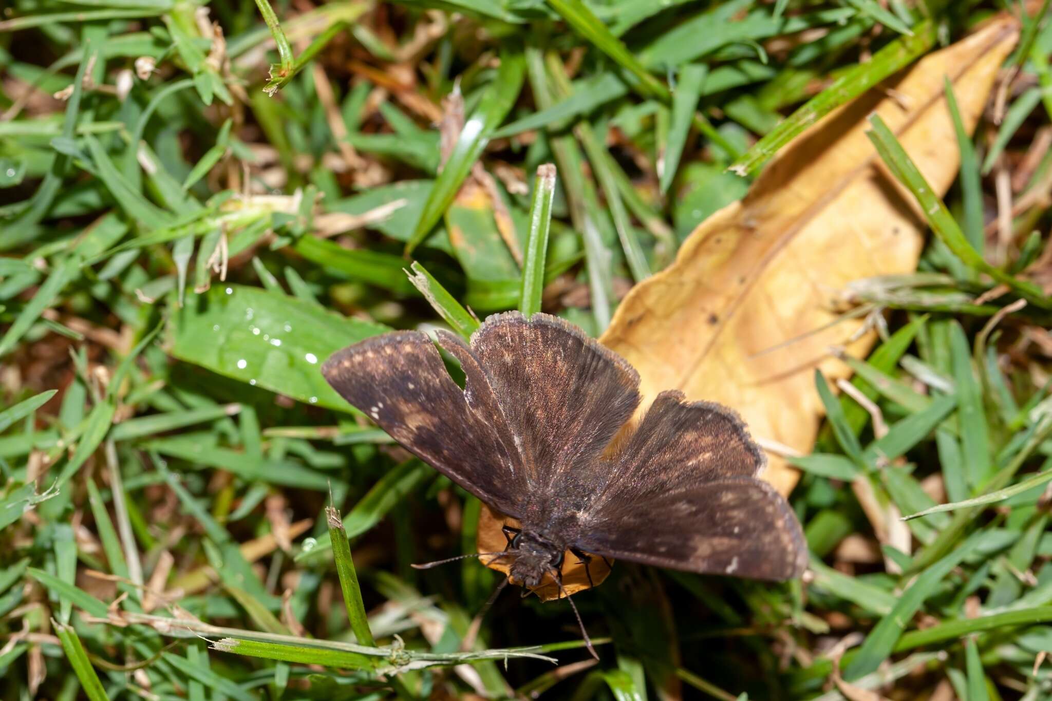 Image of Zarucco Duskywing