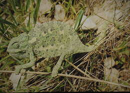 Image de Caméléon commun