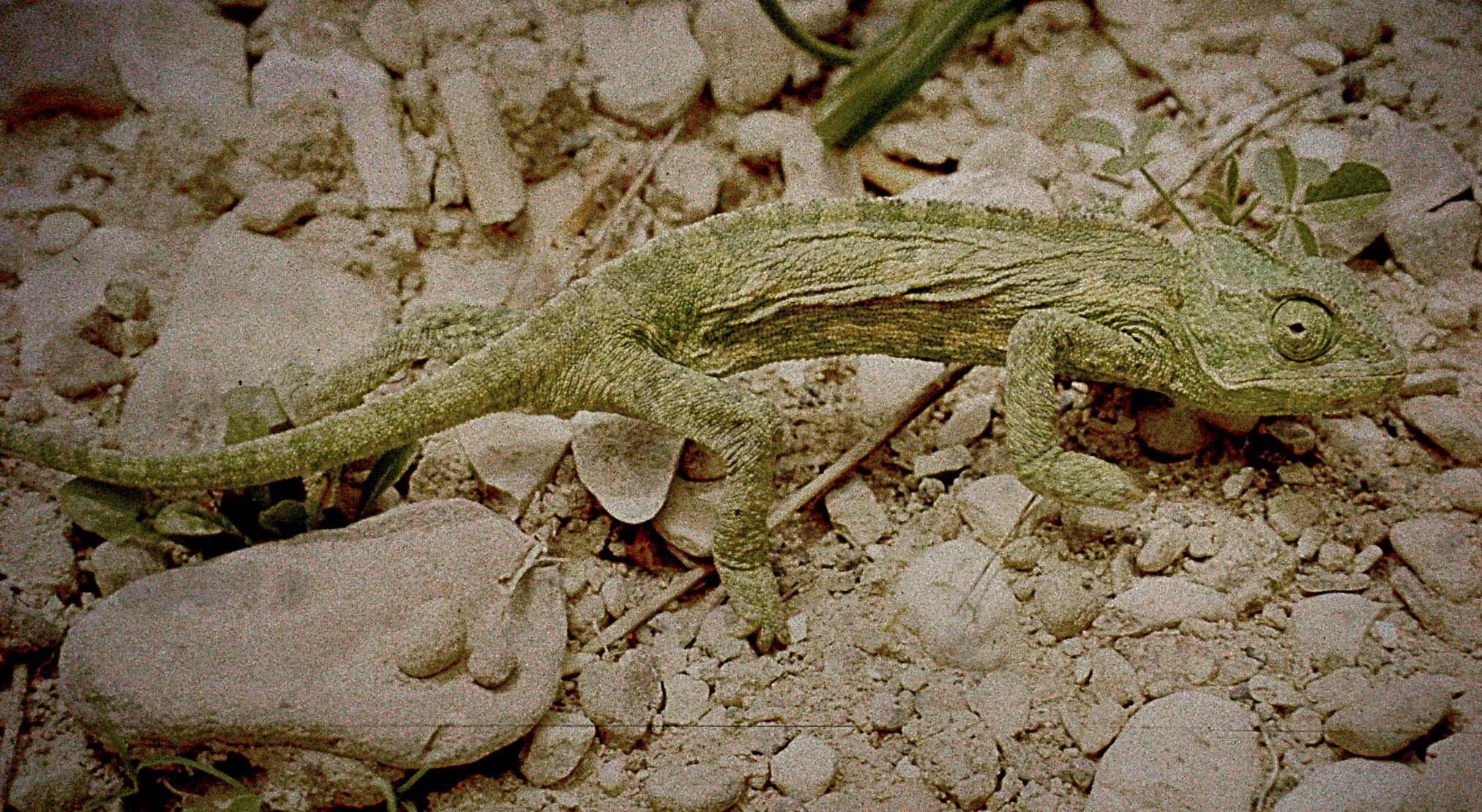 Image de Caméléon commun