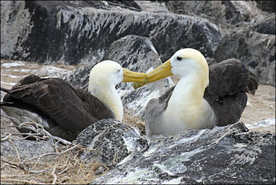 Image of Waved Albatross