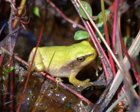 Image of Common tree frog