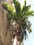 Image of betel palm