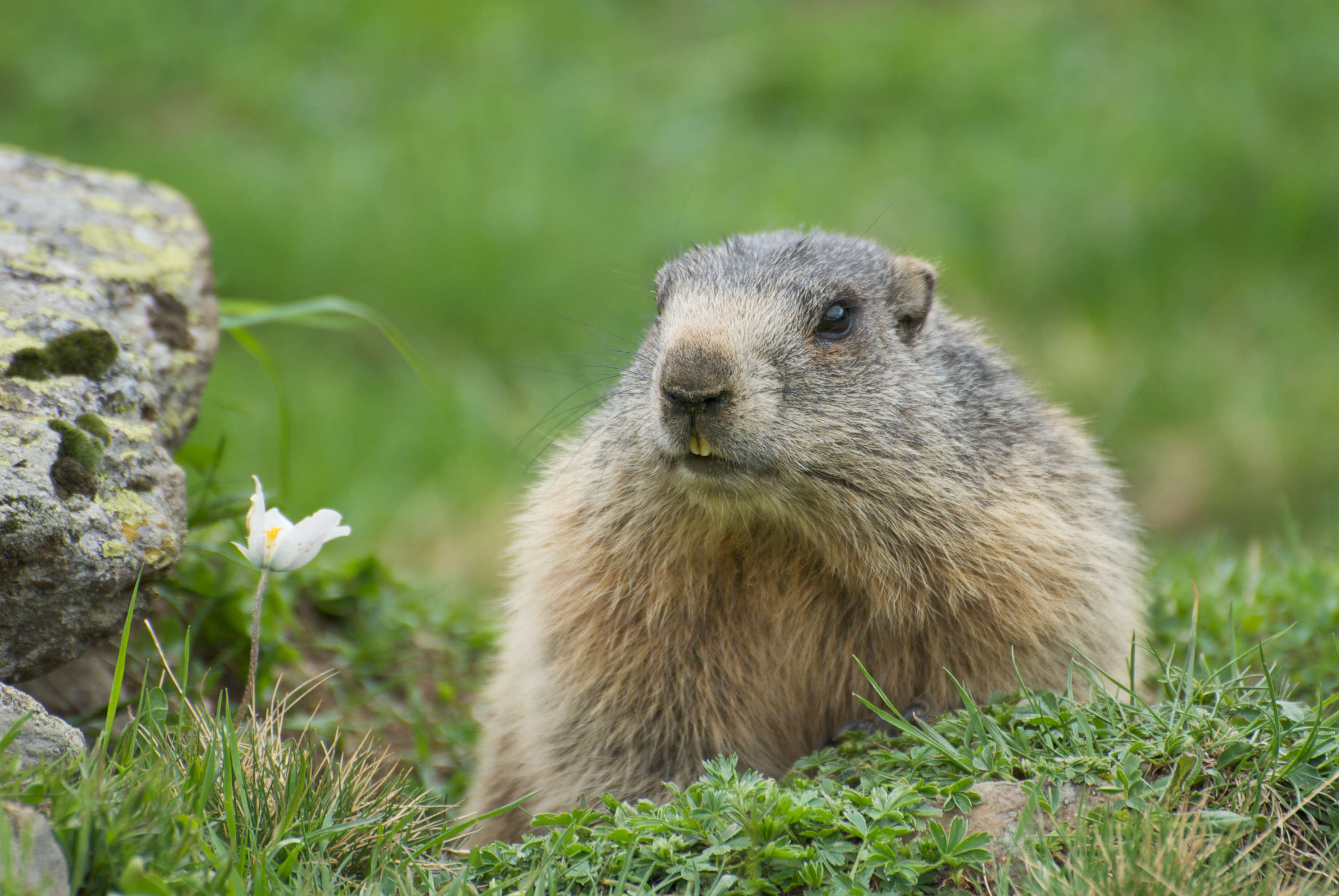 Image of Alpine Marmot