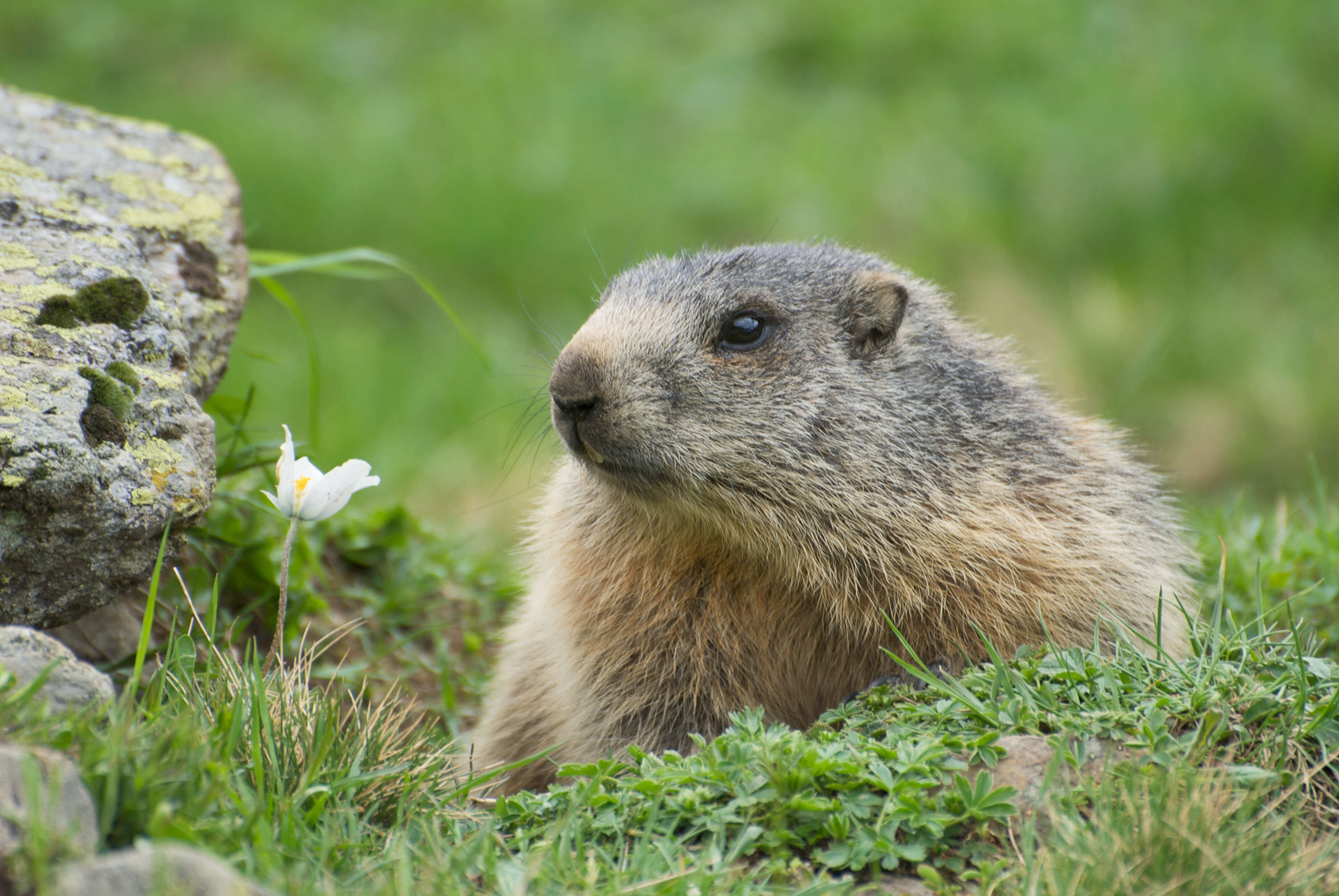 Image of Alpine Marmot