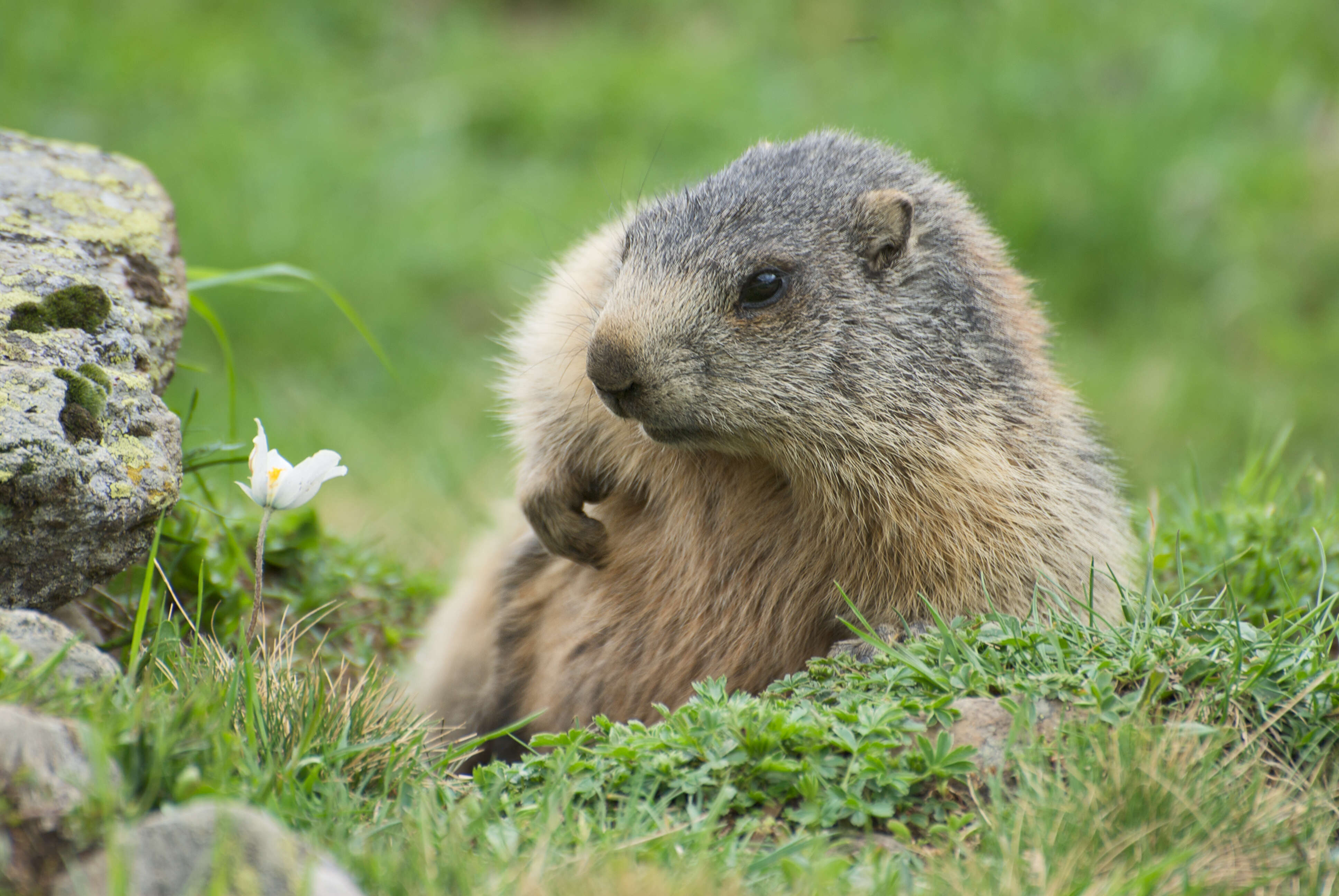 Image of Alpine Marmot