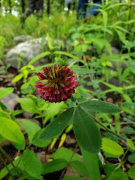 Imagem de Trifolium reflexum L.