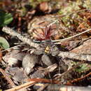 Annaphila danistica Grote 1873 resmi