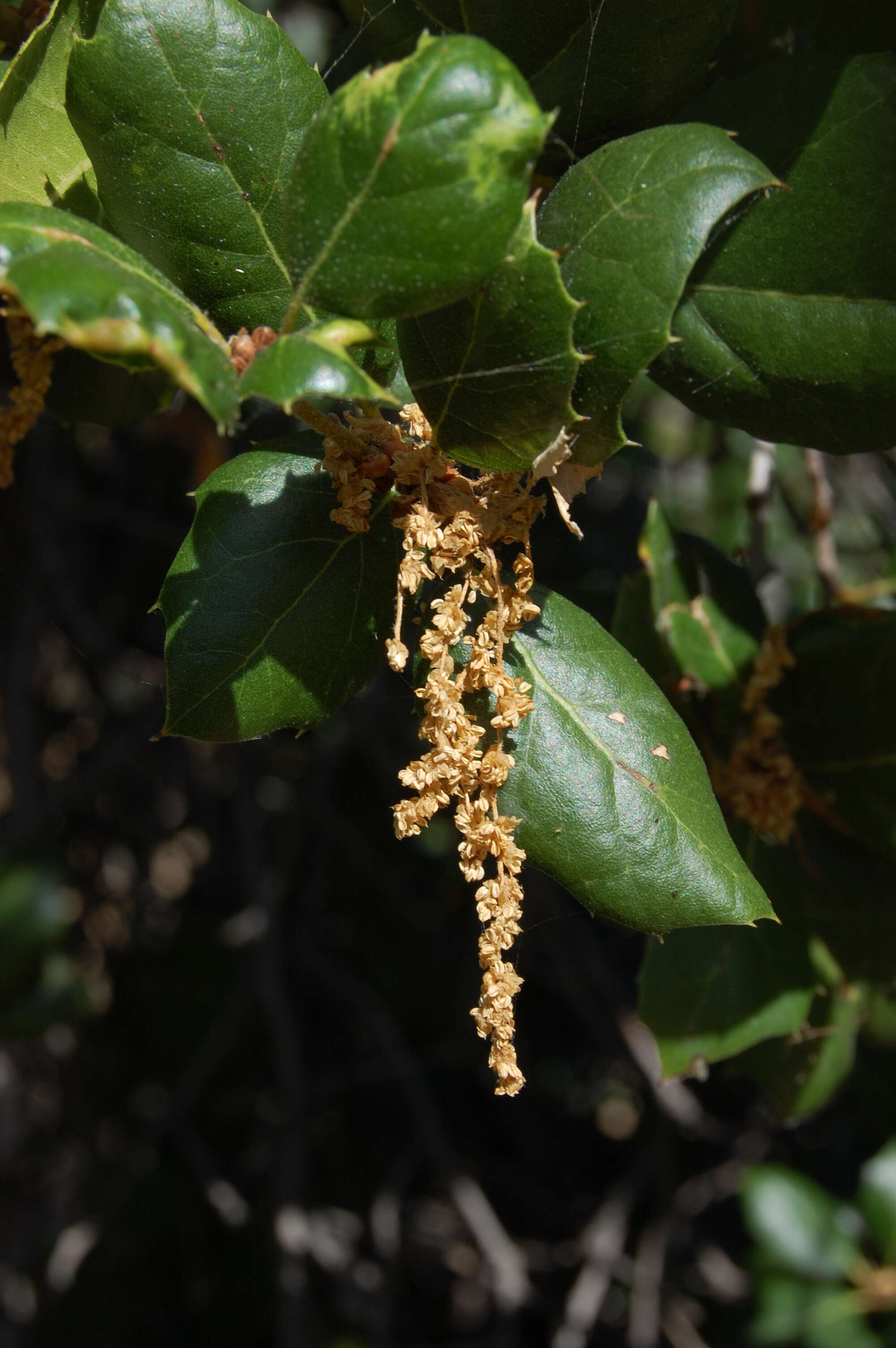 Image of California Live Oak