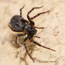 Image of Black house spider