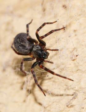 Image of Black house spider