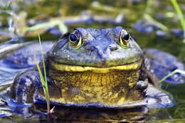 Слика од Lithobates catesbeianus (Shaw 1802)